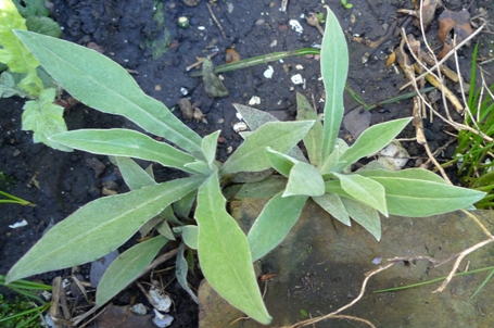 centaurea montana