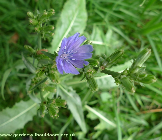 chicory flower and buds