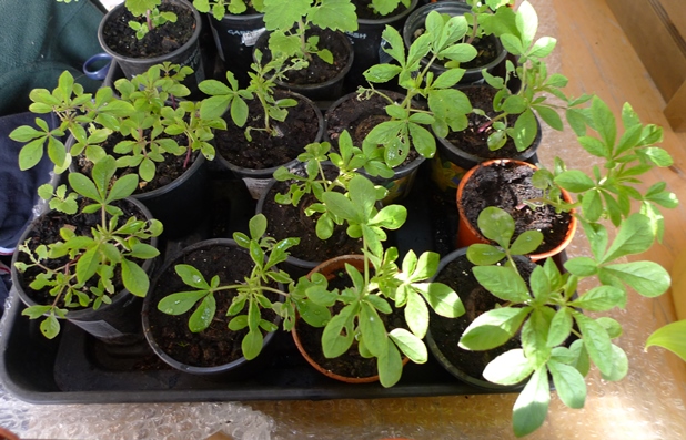 cleome seedlings