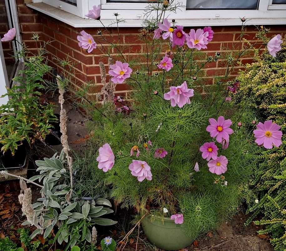 cosmos