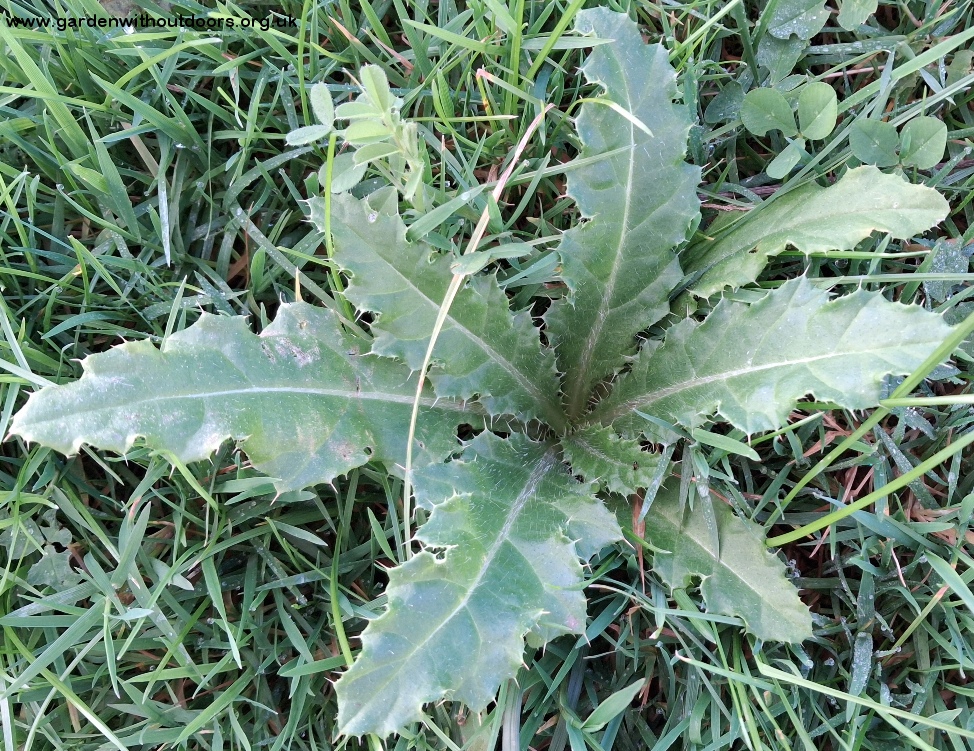 creeping thistle Cirsium arvense