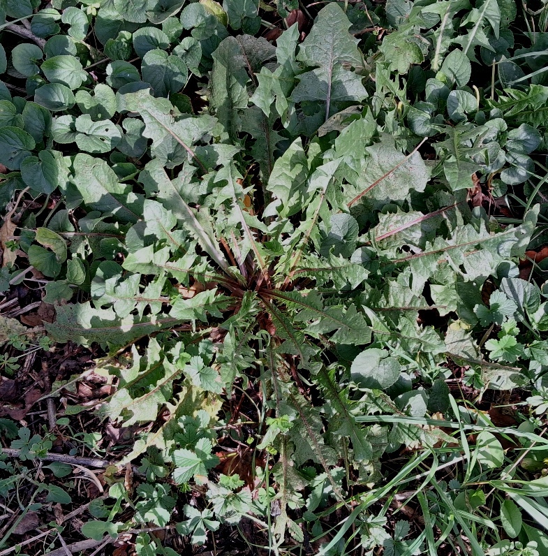 dandelion
