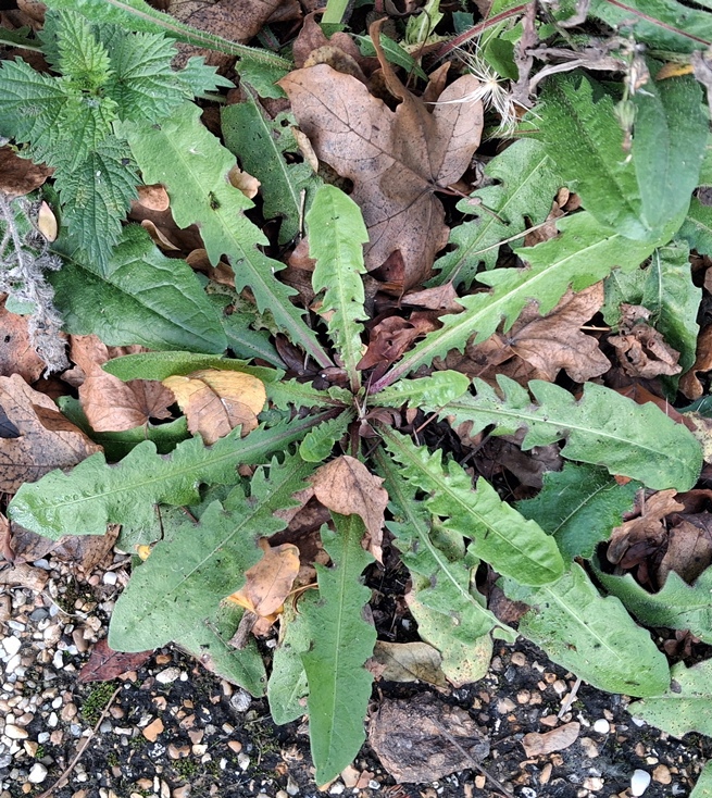 dandelion