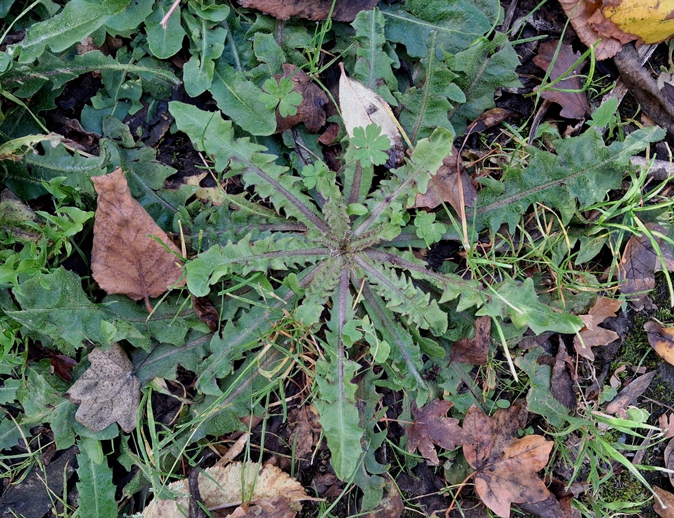 dandelion