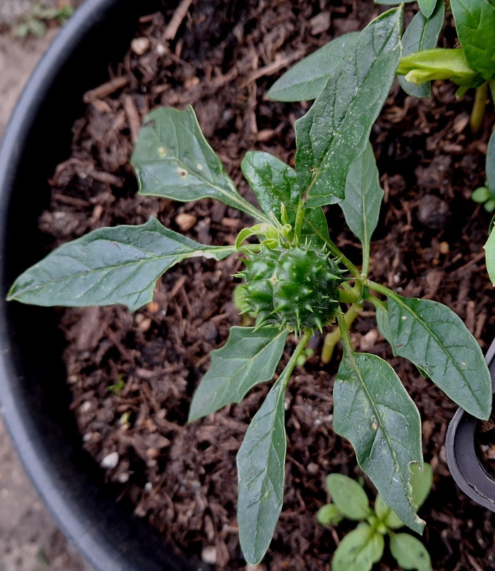 datura seedpod