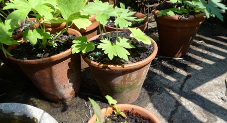 dephinium seedlings