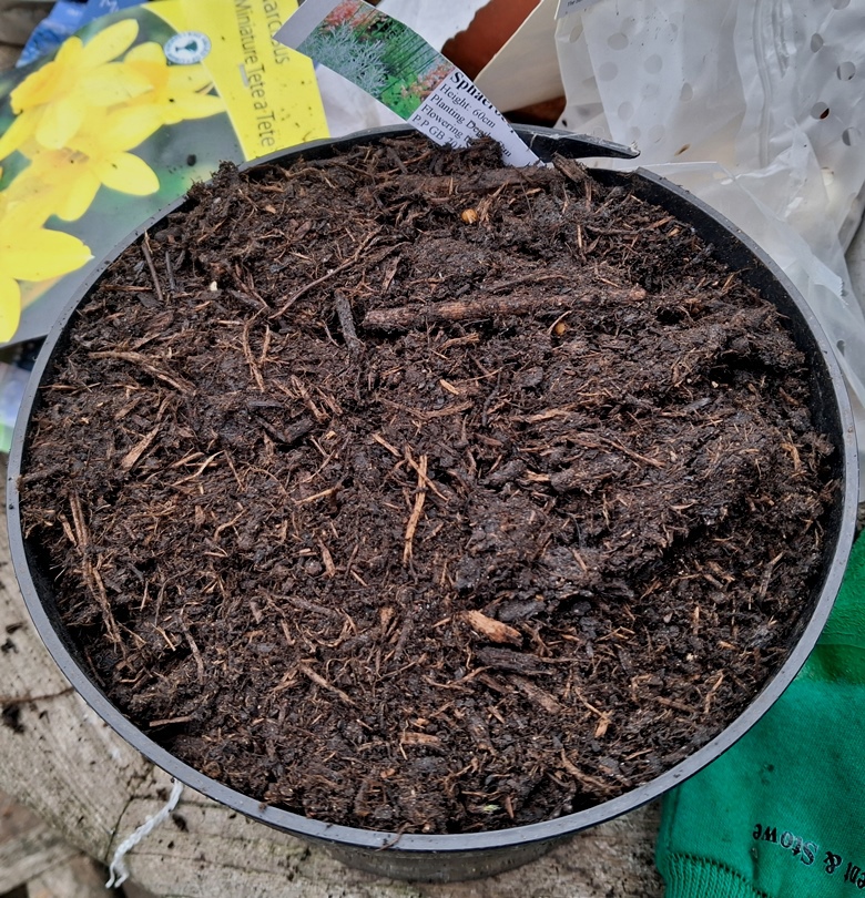 drumstick alliums planted