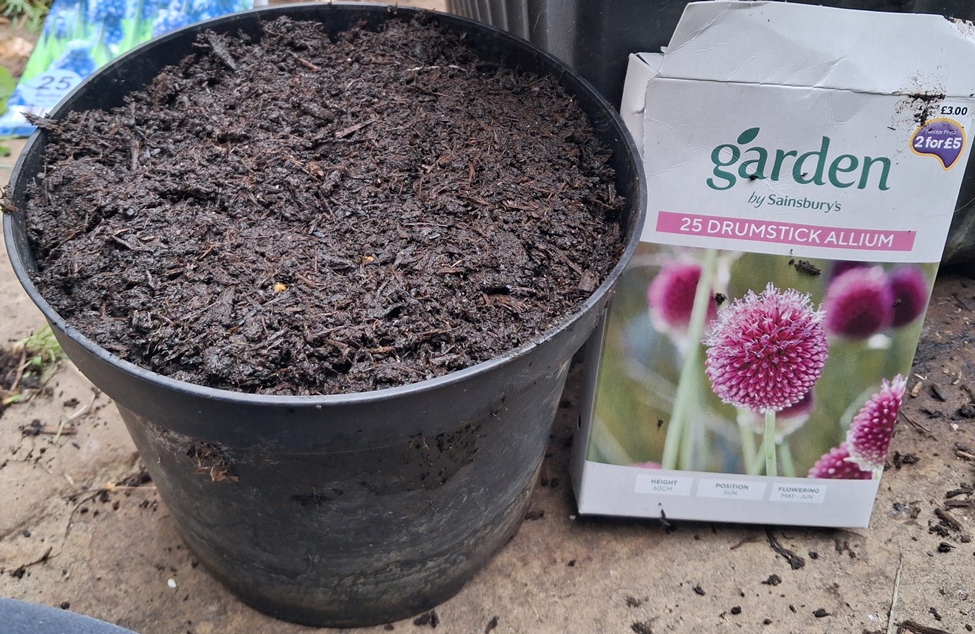 drumstick alliums planted