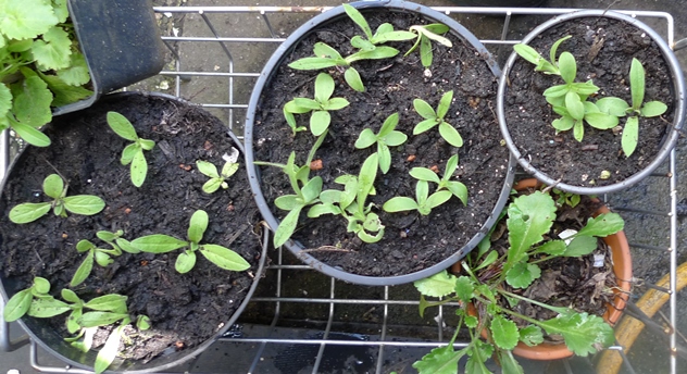 echium corncockle seedlings