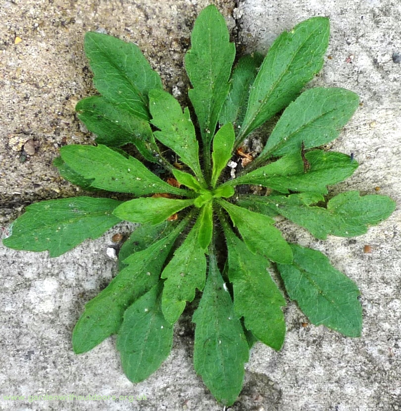 horseweed erigeron canadensis