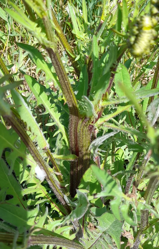 fasciated crepis vesicaria