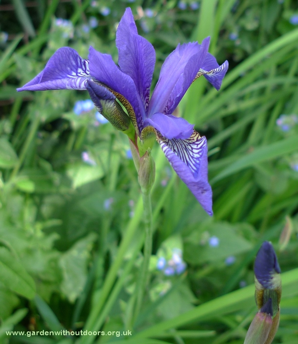 first iris flower