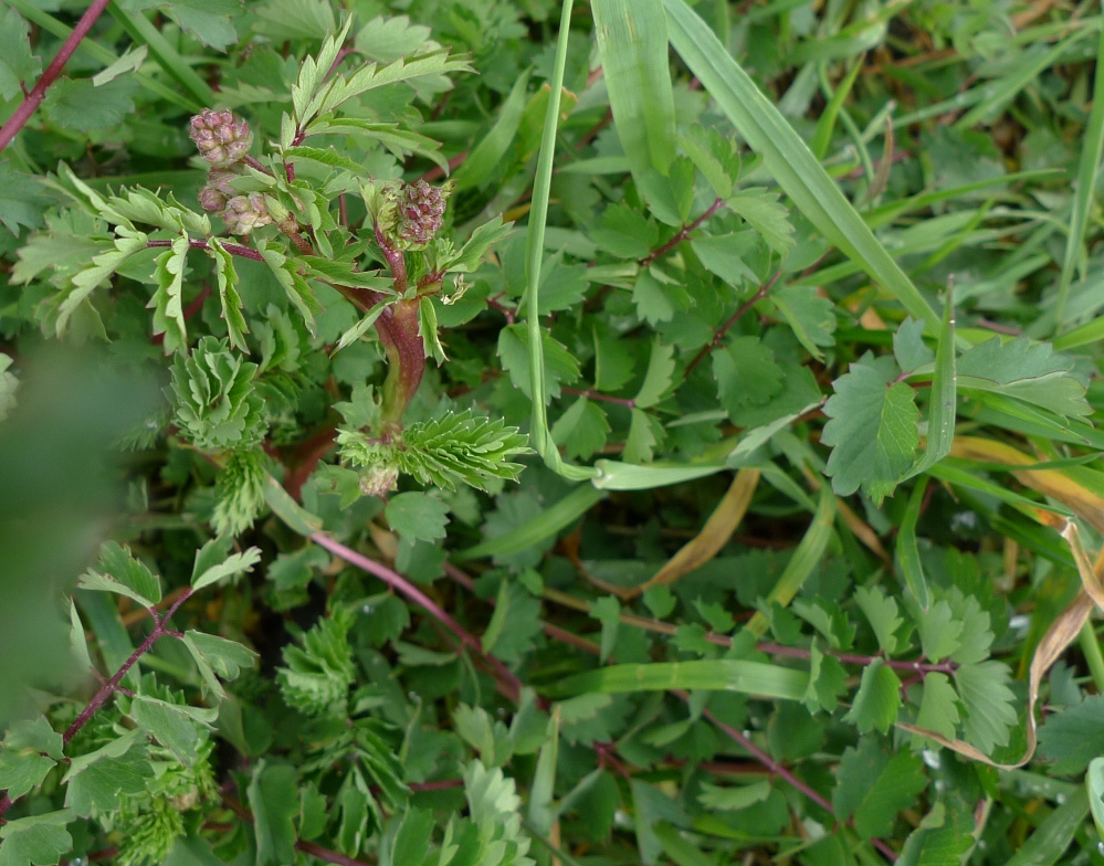 fodder burnet (Poterium sanguisorba subsp. balearicum)