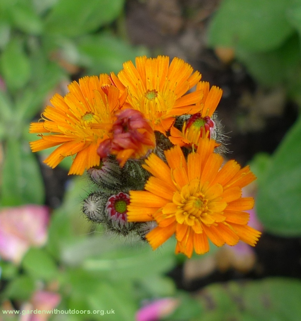fox-and-cubs