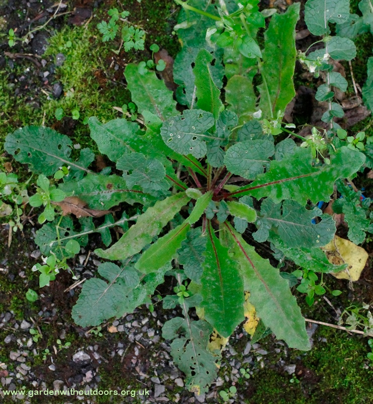 frankenstein weed plant