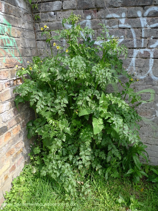 frankenstein weed plant