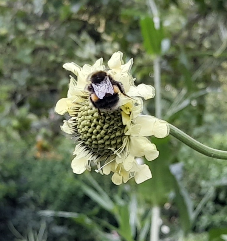 giant scabious Cephalaria gigantea bee