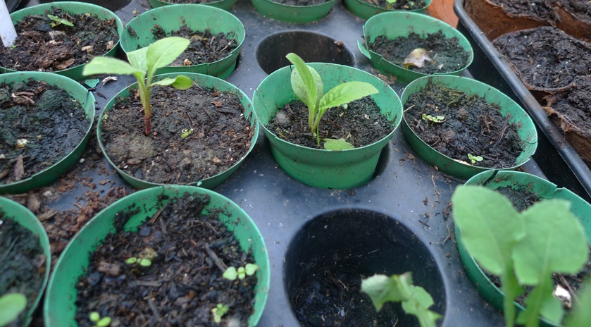 scabious seedlings