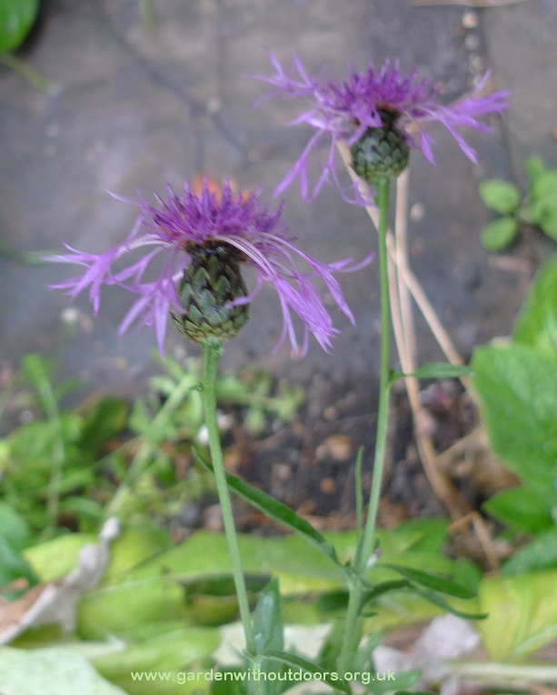 greater knapweed