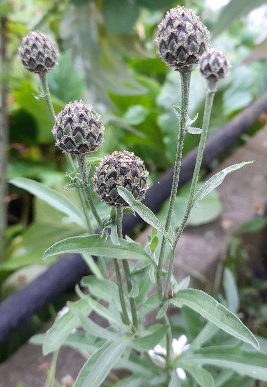 greater knapweed buds