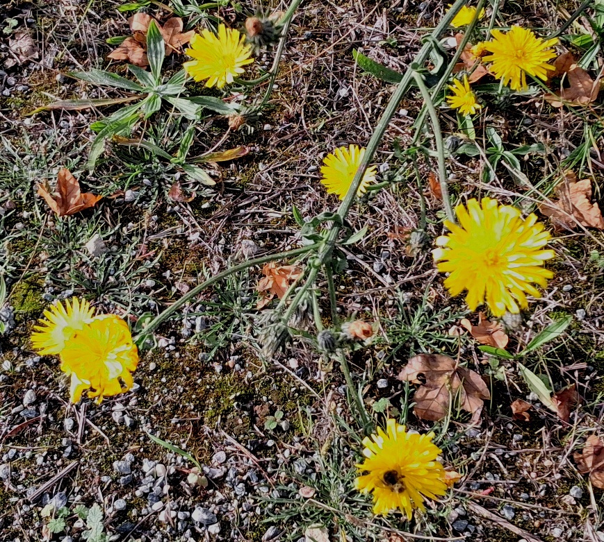 hawkweed oxtongue