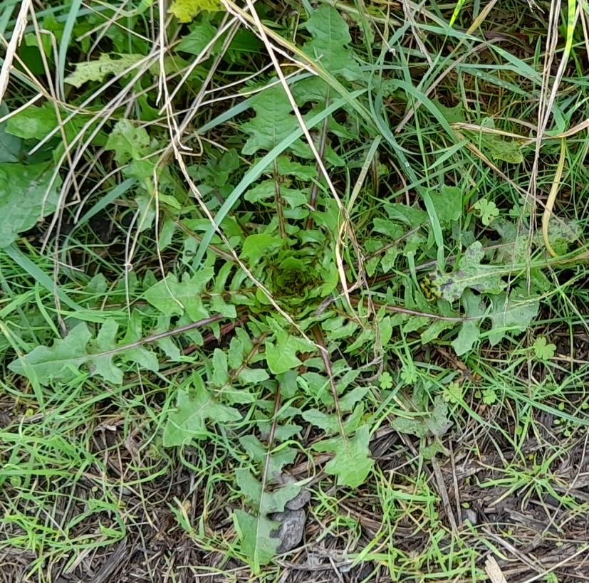 hedge mustard rosettte possibly rainham marshes