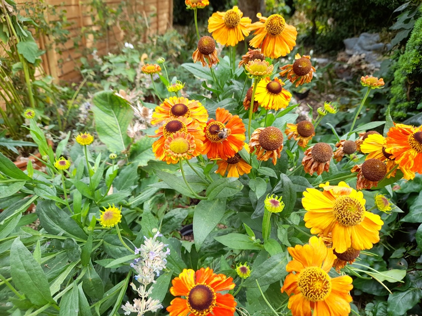 heleniums with bee