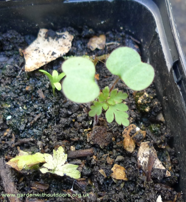 herb robert seedling