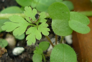 herb robert tiny seedling