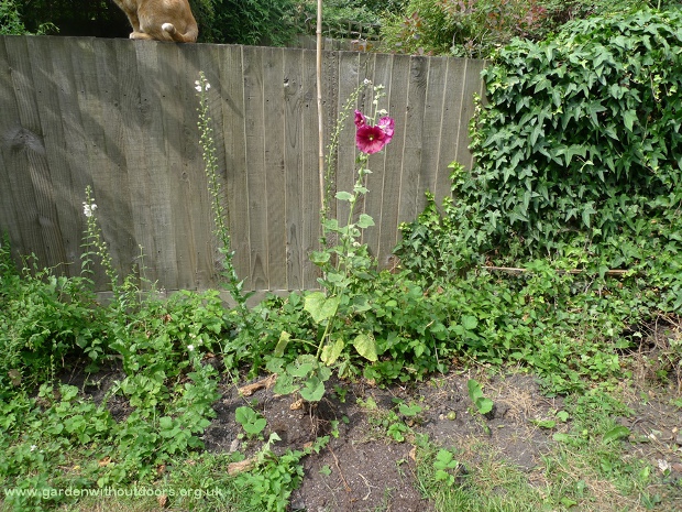 cat on fence with verbascum and hollyhock