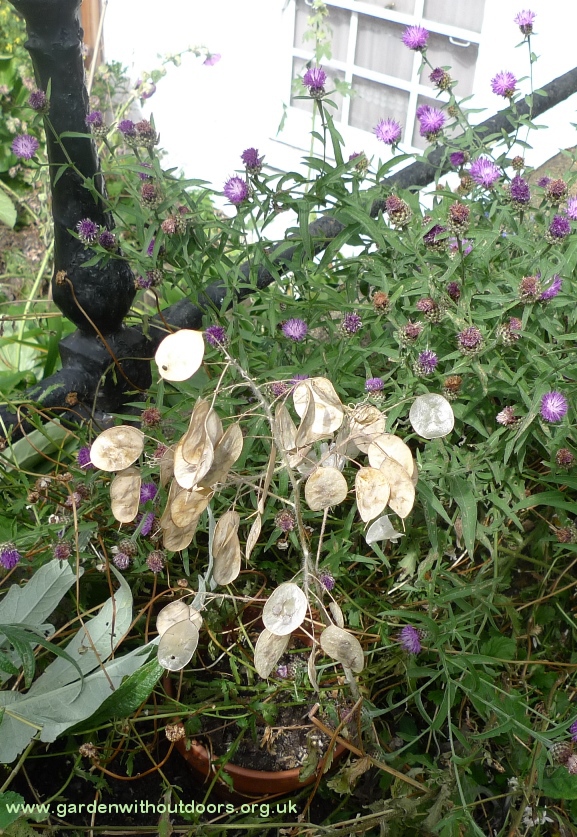honesty seed pods