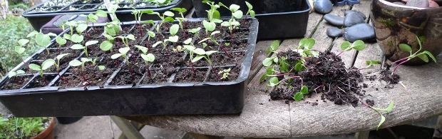 honesty seedlings thinned out