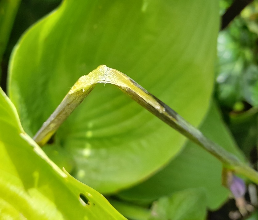 slug-damaged hosta stem