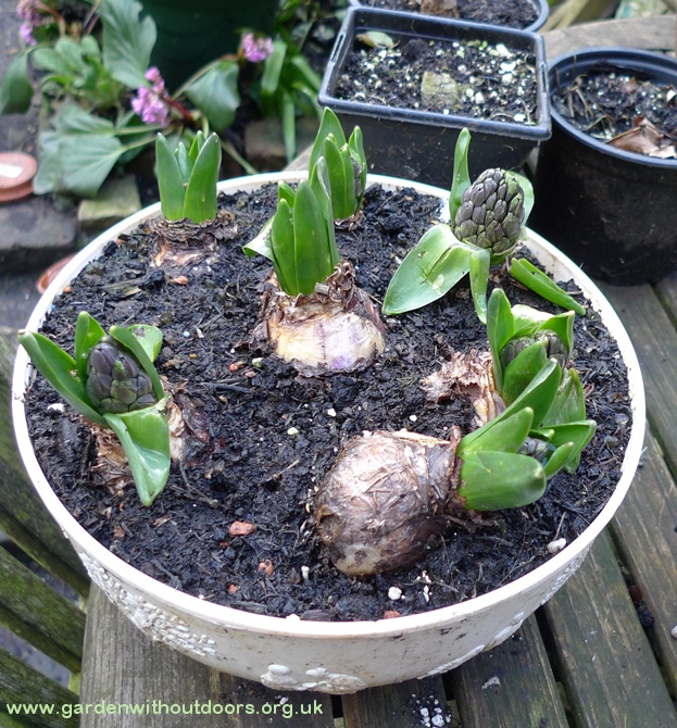 hyacinth bulb bowl