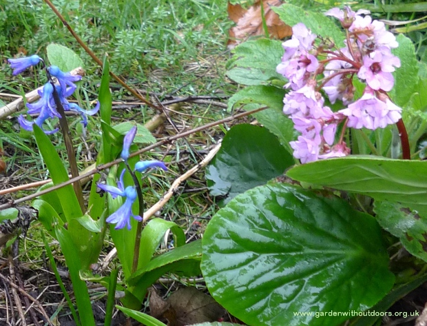 previously forced hyacinths and bergenia