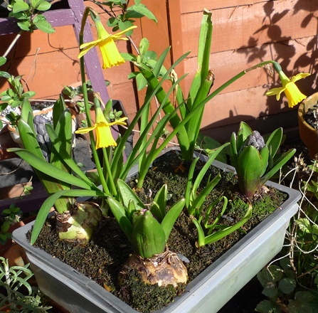 hyacinths and daffodils