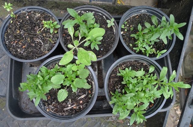 hyssop seedlings