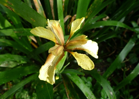 iris foetidissima