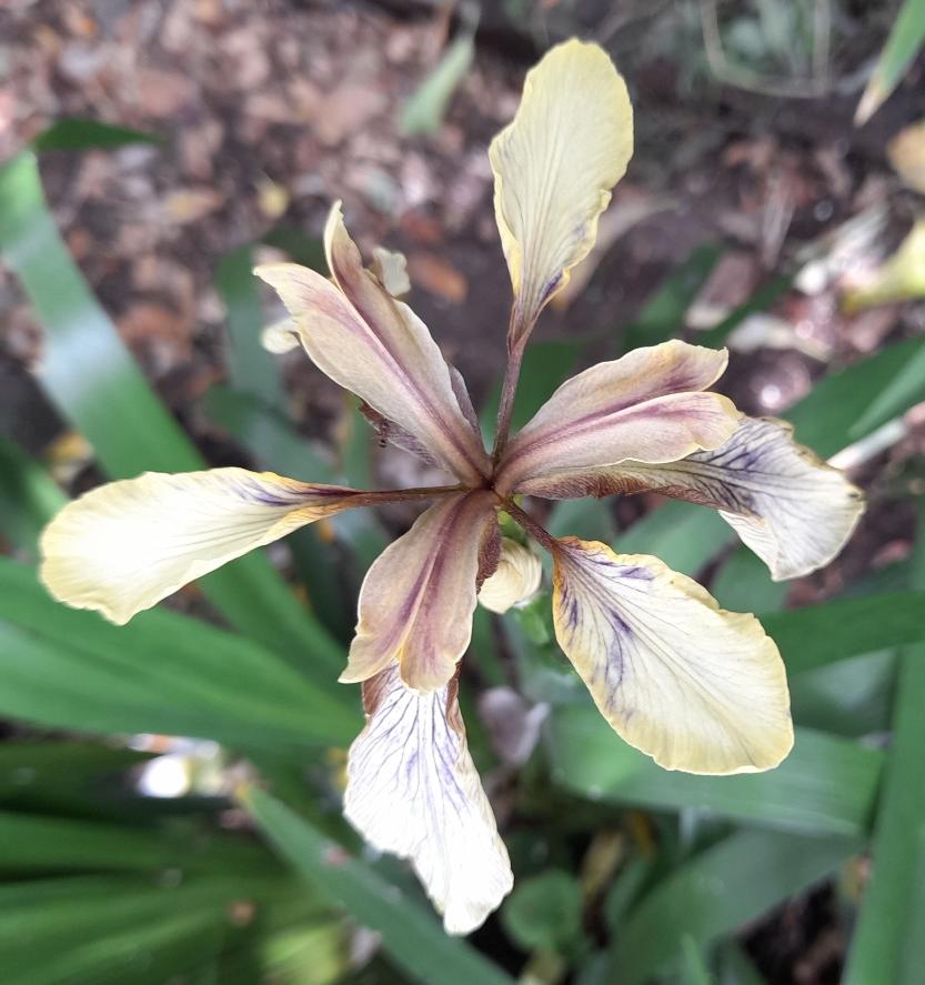 iris foetidissima
