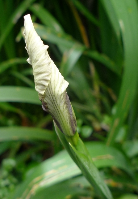 iris foetidissima bud