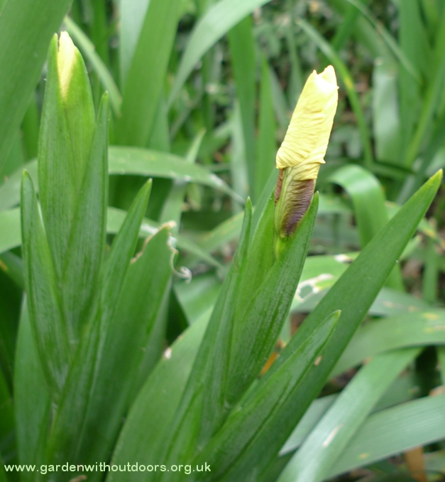 iris foetidissima buds