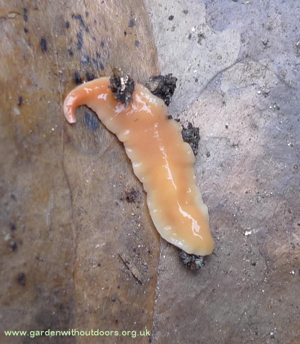 juvenile New Zealand flatworm