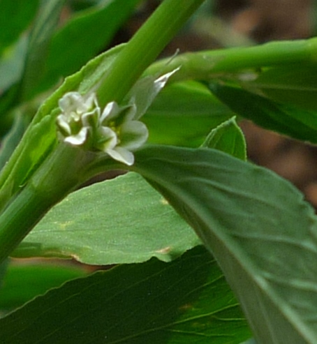 common knotgrass flower