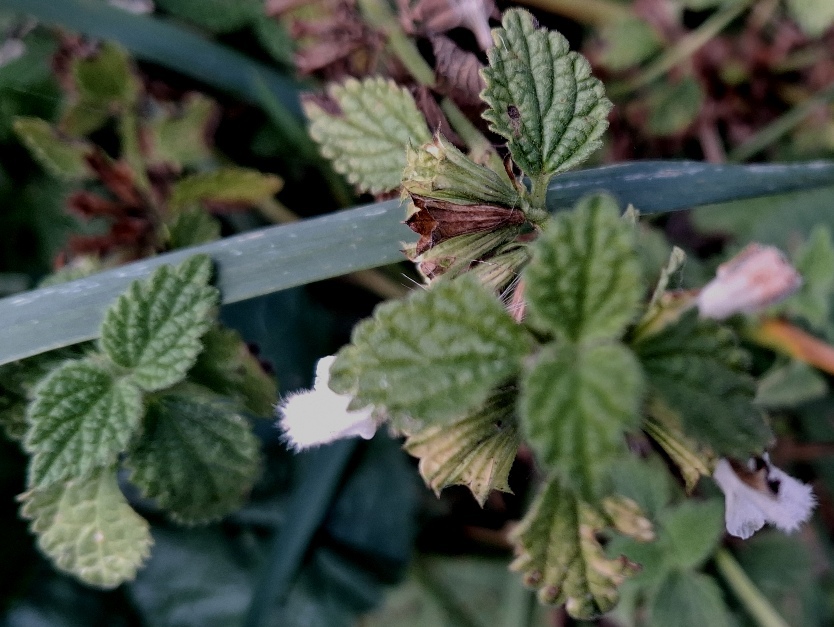 lemon balm