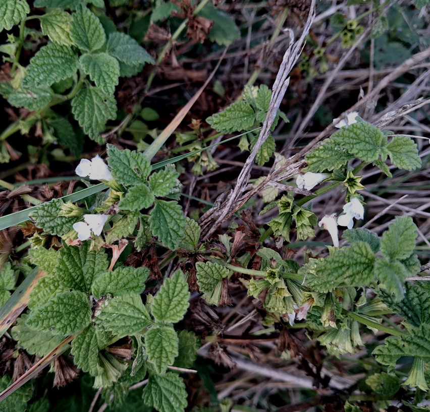 lemon balm