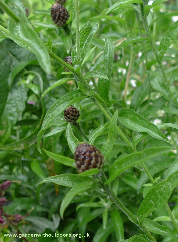 lesser knapweed buds