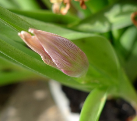 little beauty tulip