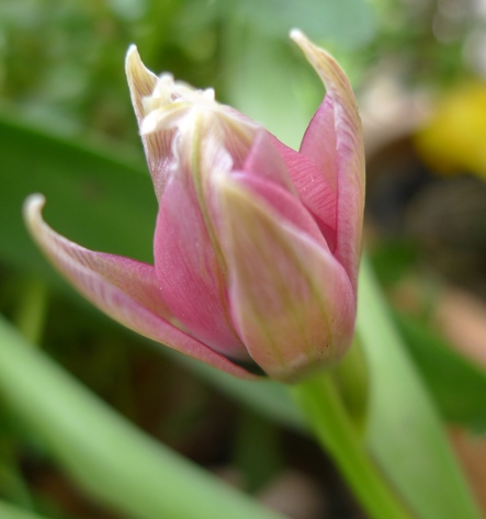 little beauty tulip