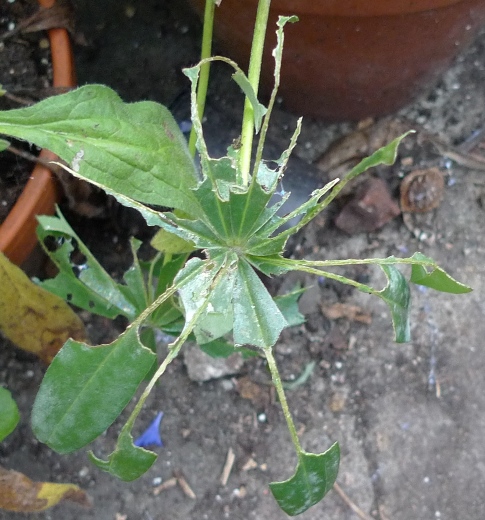 slug-eaten lupin leaf