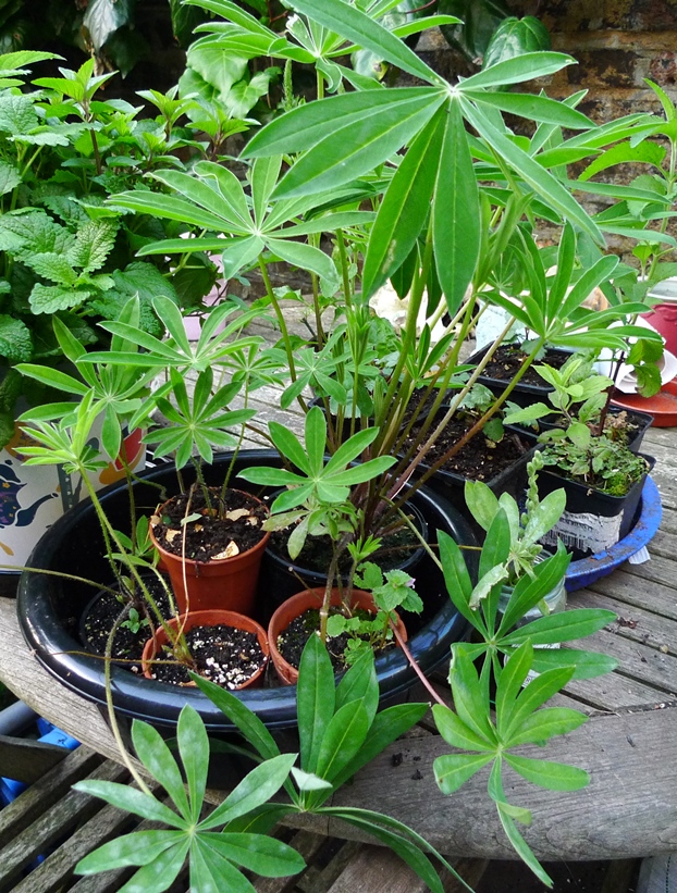 lupin plants